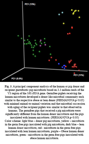 Fig. 3. A principal component analysis of the human or pig donor and recipient gnotobiotic pig microbiota based on 3.3 million reads of the V3 region of the 16S rRNA gene. Germfree piglets receiving the human microbiota developed a donor like microbial community each similar to the respective obese or lean donor (PERMANOVA p<0.05) with minimal animal-to-animal variation and that microbial succession with aging of the recipient piglets was similar to that observed in humans. The germfree pigs that received a pig microbiota were significantly different from the human donor microbiota and the pigs inoculated with human microbiota. (PERMANOVA p<0.05)